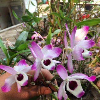 PHONG LAN ĐÙI GÀ (giò)