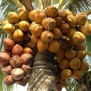 cây dừa xiêm lùn