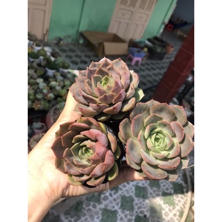 Sen đá hoa hồng tím size bầu lỗi 1 đổi 1 🍀