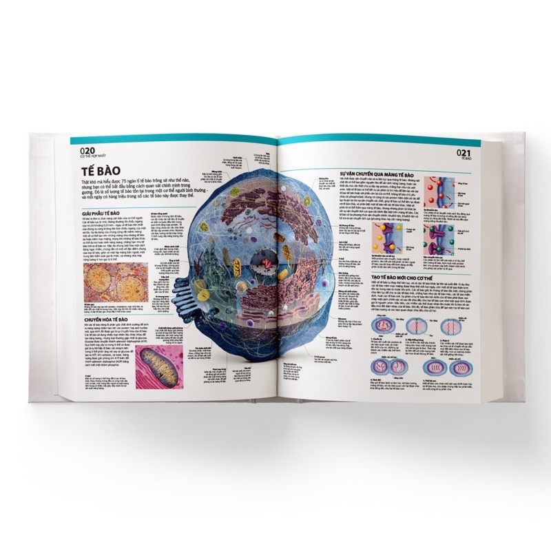 Sách-Atlas Giải Phẫu Cơ Thể Người(Đông A)