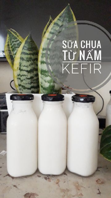 Nấm Kefir/nấm tây tạng làm sữa chua