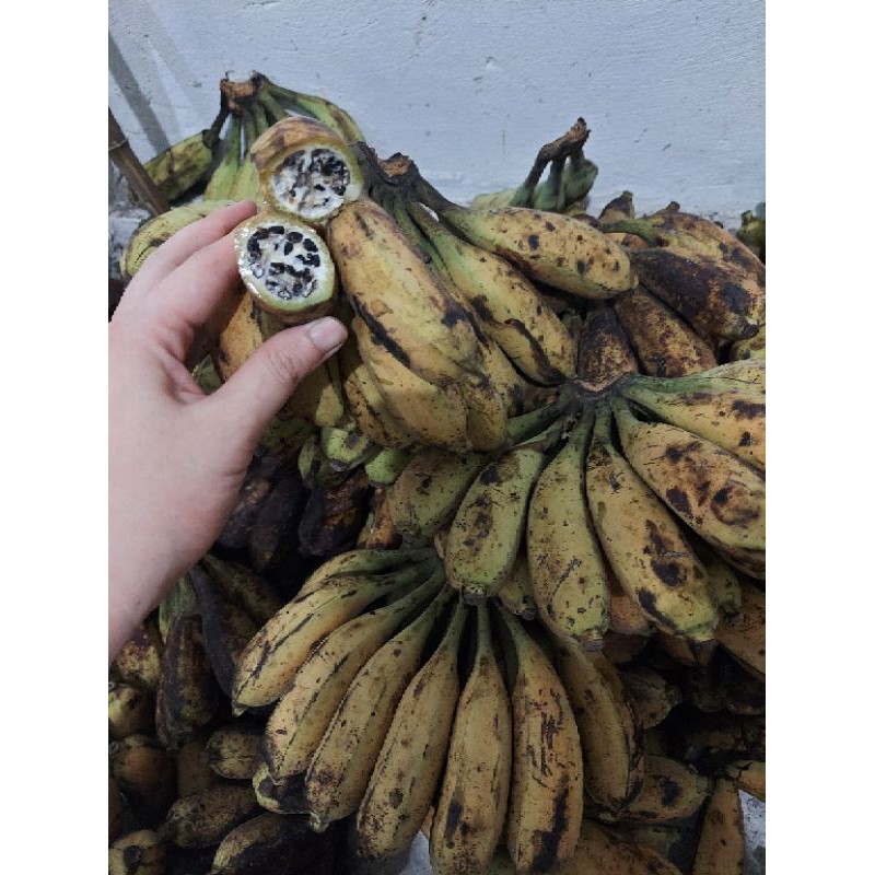 Chuối hột rừng tươi tây bắc
