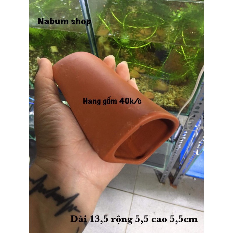 hang gốm pleco
