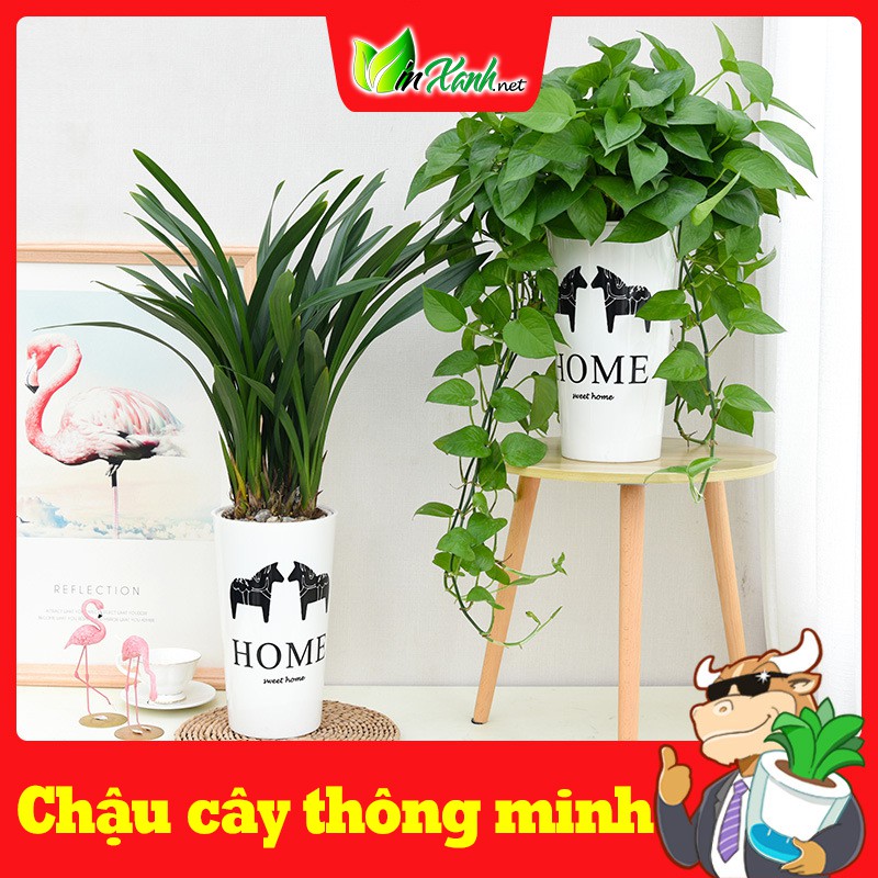 Chậu nhựa trồng cây cao KÈM DÂY tự tưới tự dưỡng thông minh nhựa cao cấp 2 lớp in hình độc đáo