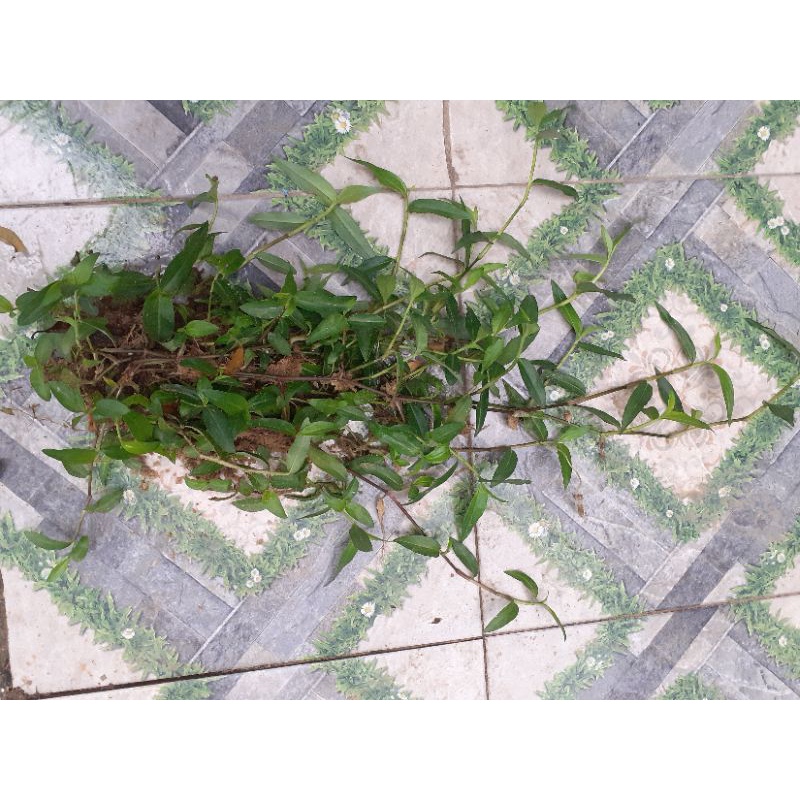 Cụm Cây giống rau trai / rau thài lài chứa rễ và bầu đất. Khoảng 20 nhành.