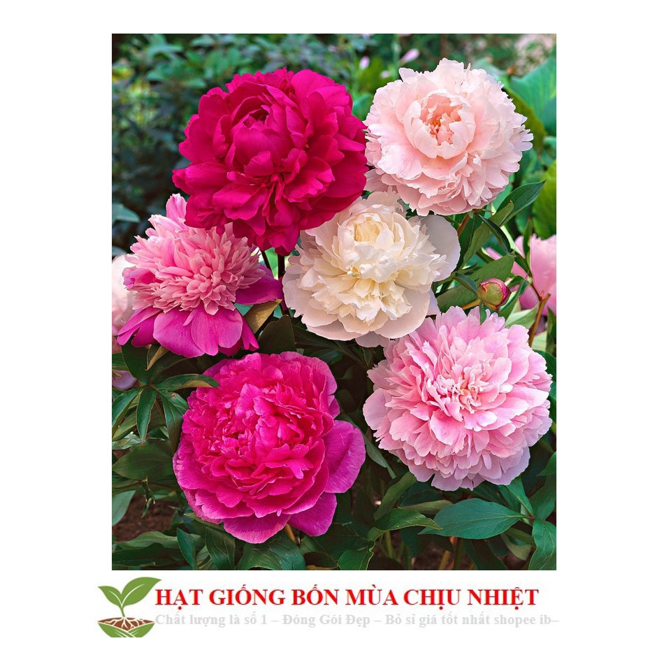 Hạt Giống Hoa Mẫu Đơn Kép Mix  ĐẾN MÙA TRỒNG TẾT luckyseed hạt siêu rẻ