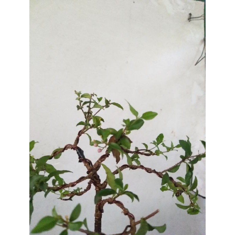 Hồng Ngọc Mai bonsai mini để bàn đang có hoa