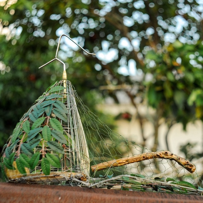 Thức Ăn Chim Cu Gáy Ngũ Cốc Winner Nhập Thái