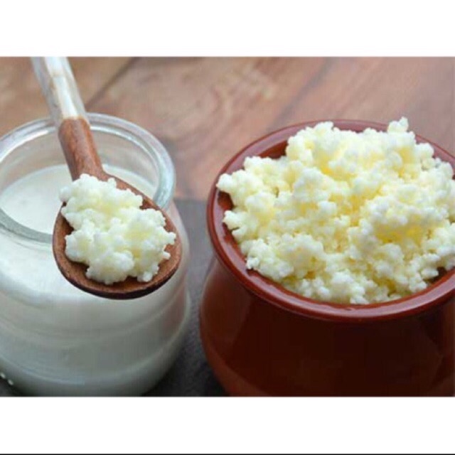 Nấm kefir sữa chua