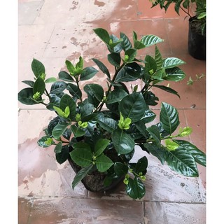 cây Bạch Thiên Hương cao 40cm