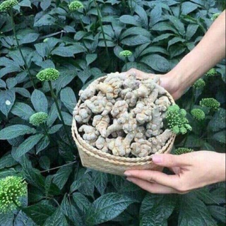 Bột tam thất Bắc