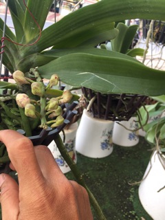 Ngọc điểm đang hoa tết
