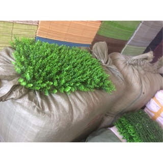 Combo thảm trải sàn 2cm 500/ 5m2