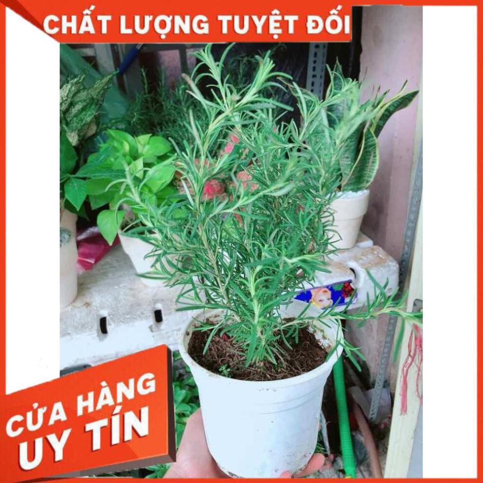 Chậu hương thảo Nhiều Người Mua