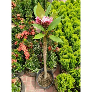 Cây 🌲 Sứ đại hồng ...ấn độ