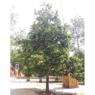 combo 30 cây hồng nhung 4 lá khách đặt