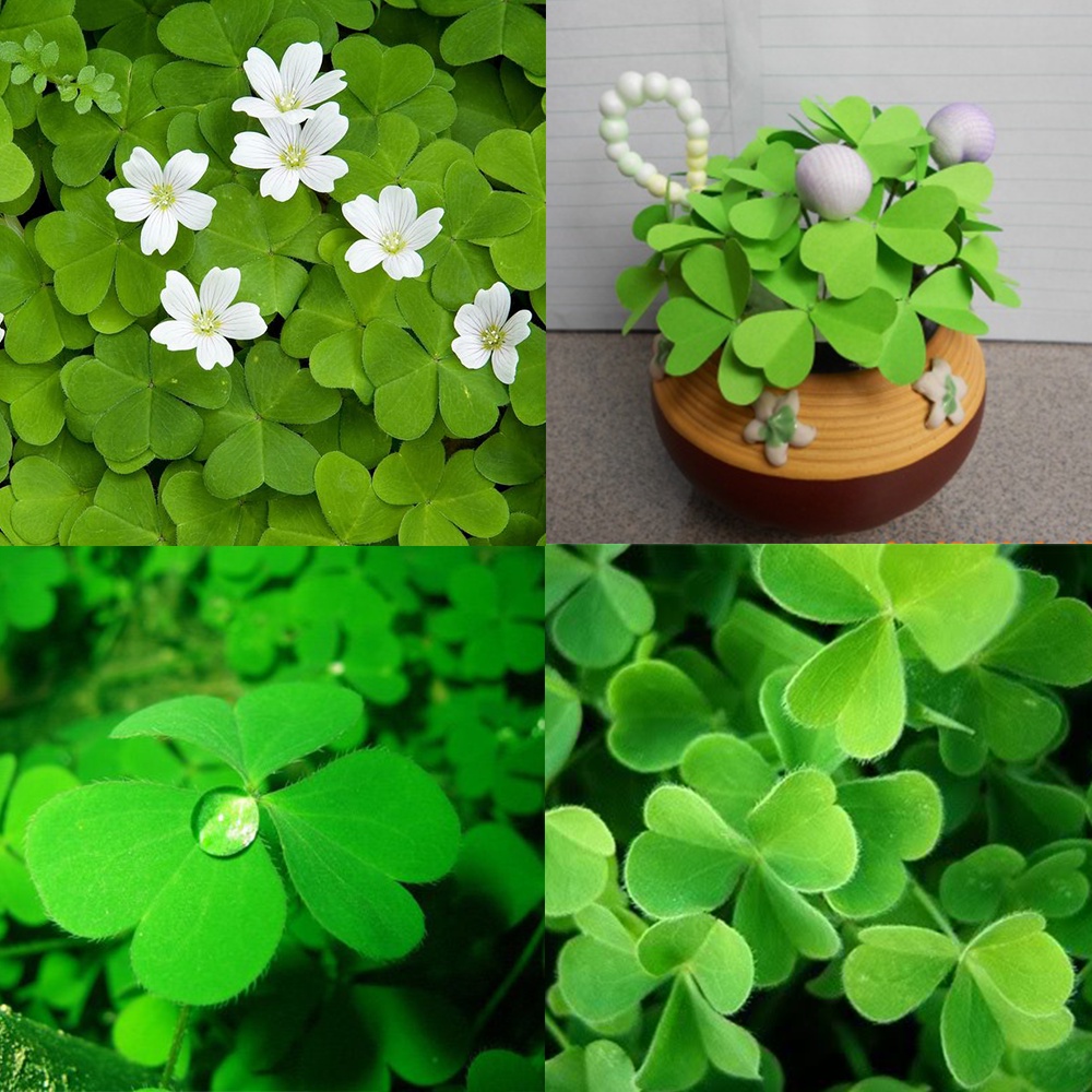 Hạt giống cỏ ba lá  dể trồng f1 - Gói 50 hạt-tặng kèm gói kích mầm