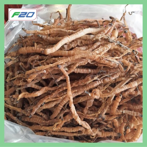 Sá sùng khô size trung 1kg sạch cát nấu phở - Sá sùng nấu nước lèo phở