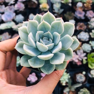 Sen đá Liên Đài Trắng (sz nhỏ)