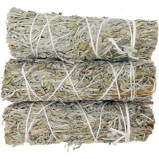 Xô Thơm Xanh (Blue Sage) – Set 03 bó 10-12 cm