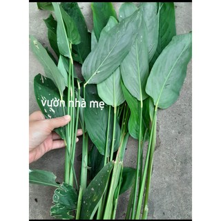 bụi cây củ bình tinh ( dong riềng, lùn dài )