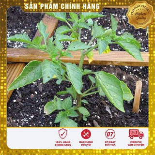 Hạt giống rau tầm bóp 0.5gr