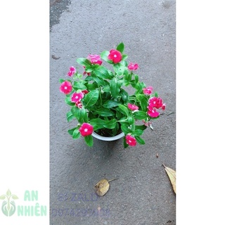 Chậu hoa dừa cạn