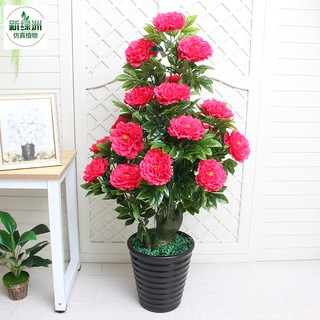 Chậu Hoa Mẫu Đơn Cao 1m2