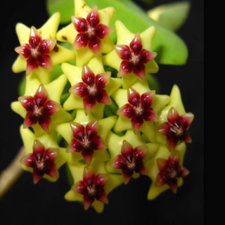 Cẩm cù Hoya Densifolia hoa thơm