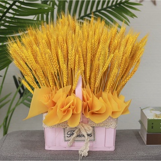Bó lúa mạch khô 100 nhánh,bó hoa lúa mạch cắm bình trang trí decor siêu đẹp NTXSS101