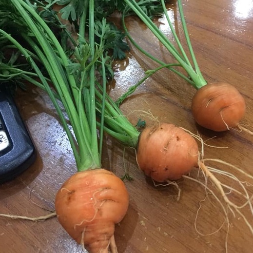 [Bán sỉ] - Hạt giống cà rốt củ tròn