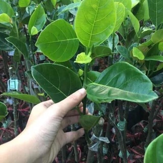 Cây giống mít ruột đỏ cao 80cm - 1m