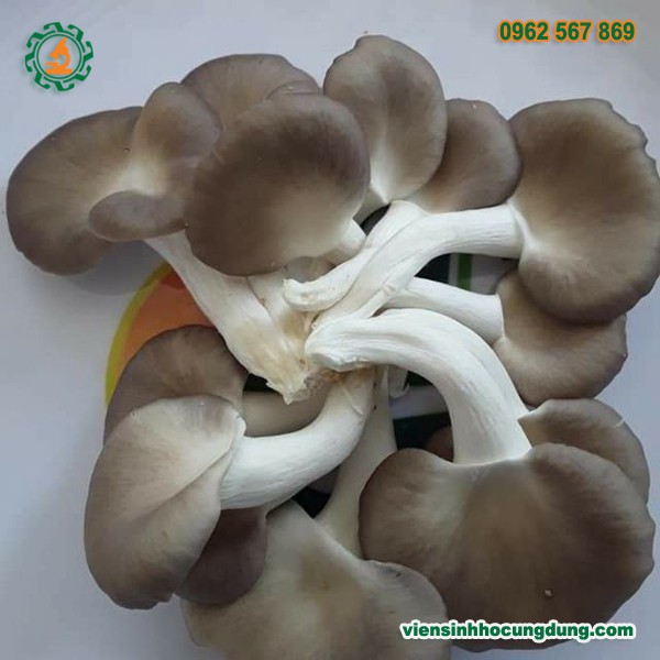 10 bịch phôi nấm bào ngư nâu - phôi nấm sò nâu