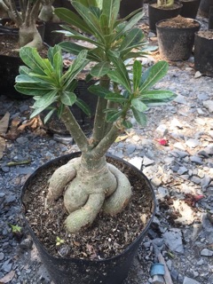 Hoa sứ kim anh