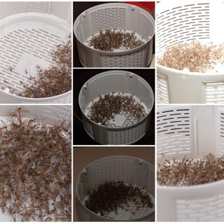 Đèn bắt muỗi Mosquito Killer