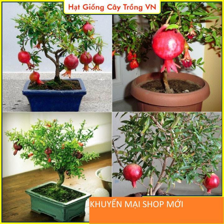 Hạt giống Lựu Đỏ Lùn Trồng Chậu - Gói 15 Hạt khuyến mại shop mới