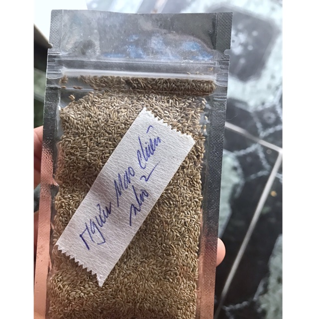 HẠT GIỐNG THỦY SINH NGƯU MAO CHIÊN LÙN 10g