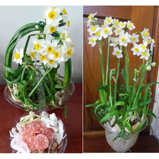 COMBO10 CỦ HOA THỦY TIÊN