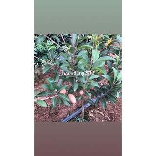 Cây Hồng Xiêm Xoài cao 70cm trở lên