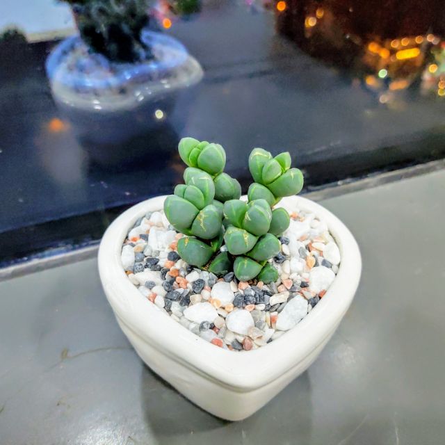 Chậu trồng cây mini hình trái tim (màu ngẫu nhiêu)