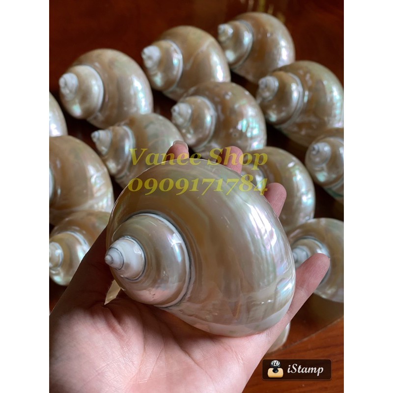 Vỏ ốc xà cừ xanh mài