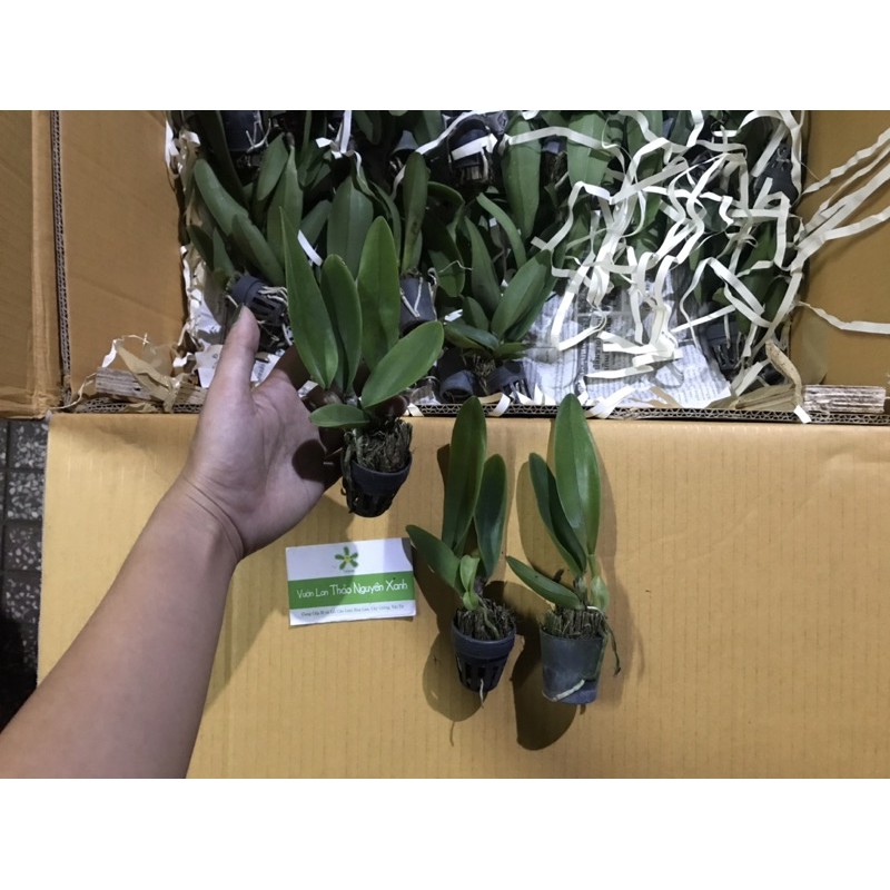 Cattleya Trắng Cây Con