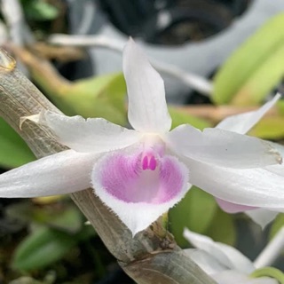 Hoa lan giả hạc, phi điệp mắt hồng VN115