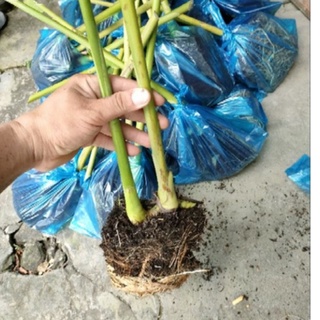 Củ sen đa lộc ( sen đất )