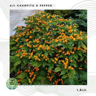 Hạt giống - Ớt Aji Charapita 10h