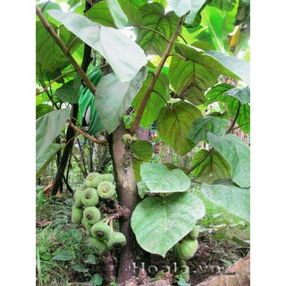 Cây Vả mật giống lá to( Sung vả )