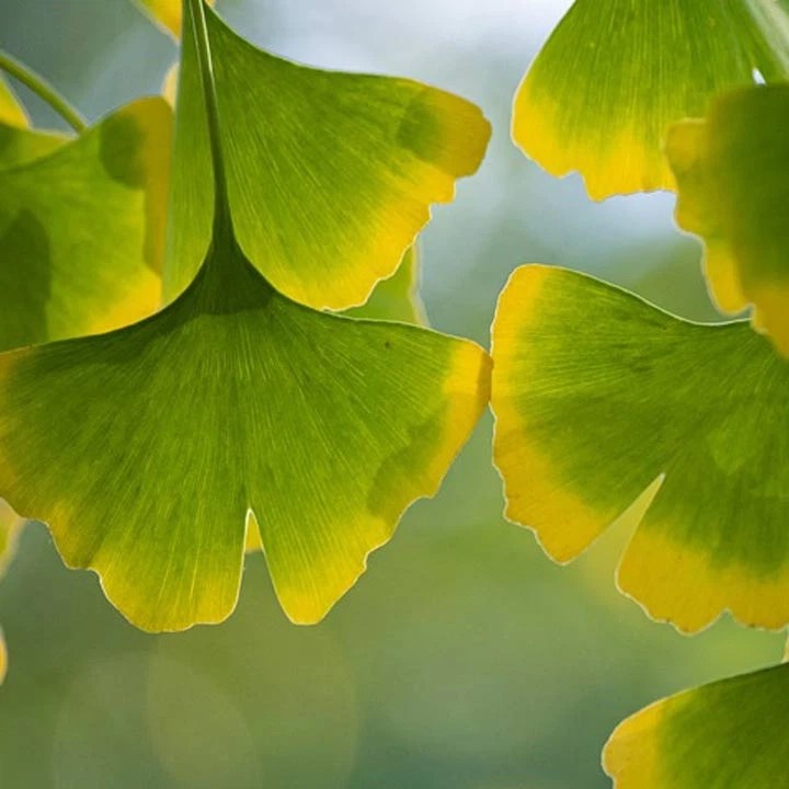 Hỗ trợ não bộ Nature’s Truth Ginkgo Biloba 120mg 250 viên