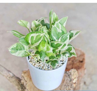 Trầu bà cẩm thạch