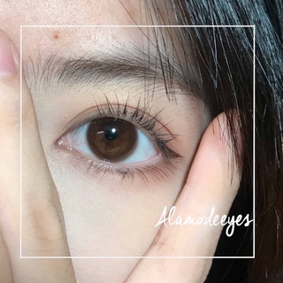 Lens nâu choco [Có cận]