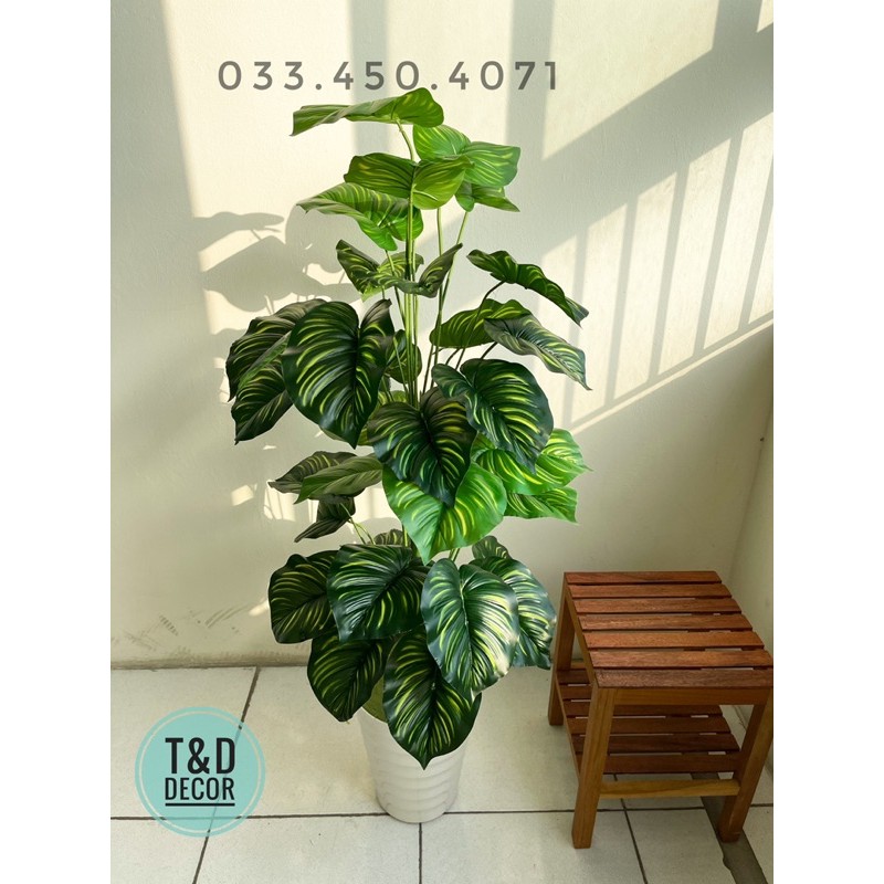 TRẦU BÀ SỌC 1M2 - CÂY GIẢ DECOR